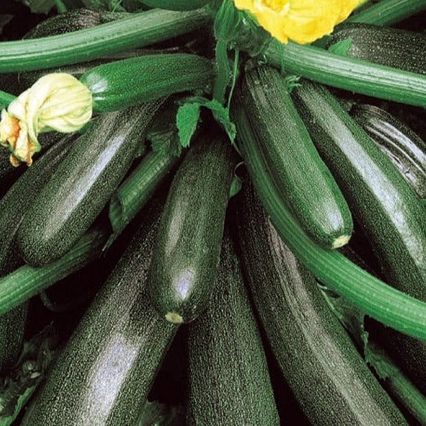 Courgette Ambassador F1 Cucurbita pepo ambassador f1