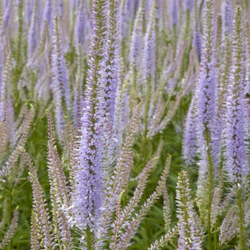 Véronique de Virginie Lavendelturm Veronicastrum virginicum lavendelturm