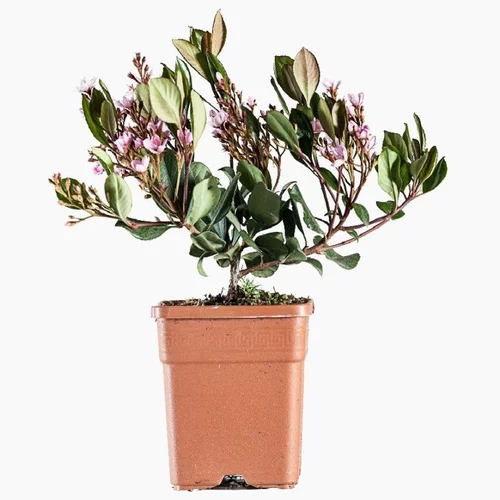 Raphiolepis Indica (Aubépine des Indes) en pot de 5 L vert