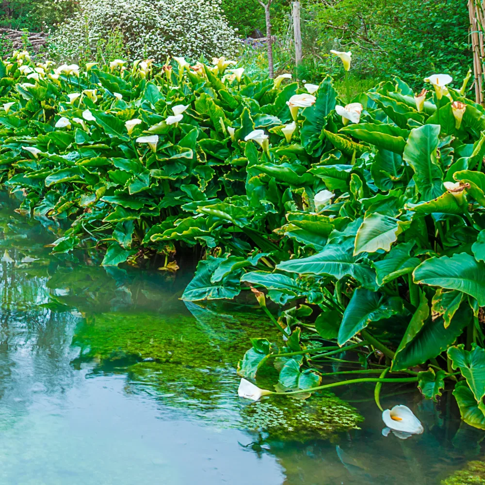 Arum blanc - Calla Zantedeschia aethiopica