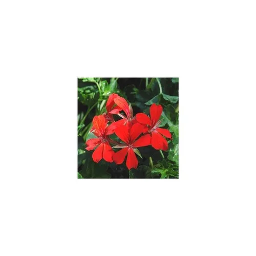 Géranium lierre à fleurs simples - Le pot de 1 litre
