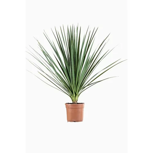 Cordyline Indivisa en pot de 7 L vert