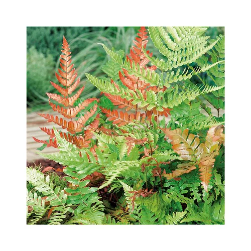 Dryopteris erythrosora en pot de 3 litres