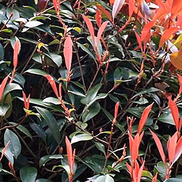 2 x fraseri 'Red Robin' – Photinia fraseri 'Red Robin', 40-60 cm pot