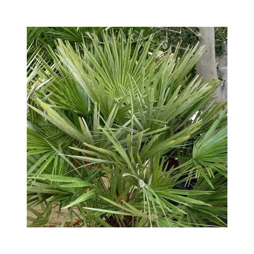 Palmier nain Chamaerops Humilis vert. Le pot de 7 litres