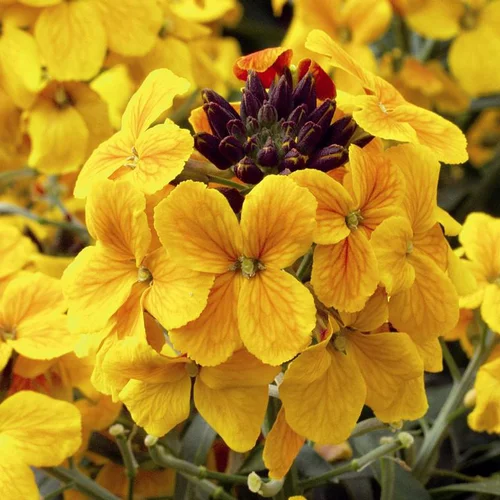 Erysimum ou Giroflée à fleurs multicolores - Le pot de 1 litre
