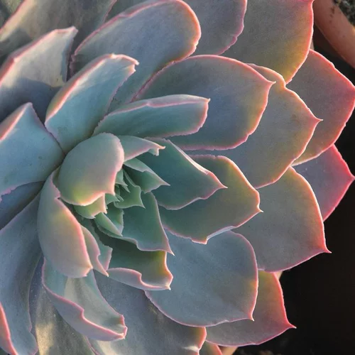 Echeveria Secunda Glauca - Le pot de 2 litres