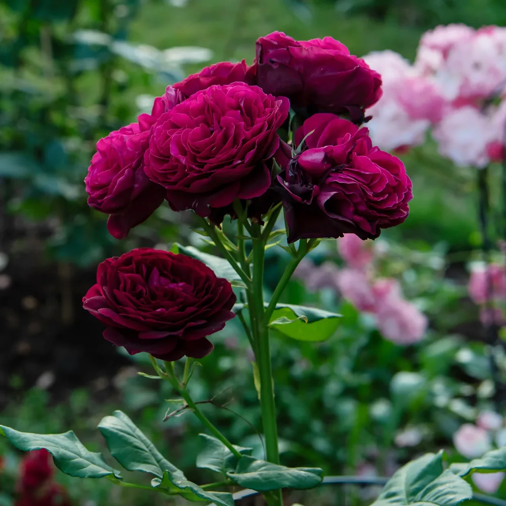 Rosier Astrid Gräfin von Hardenberg ® Rosa astrid gräfin von hardenberg ®