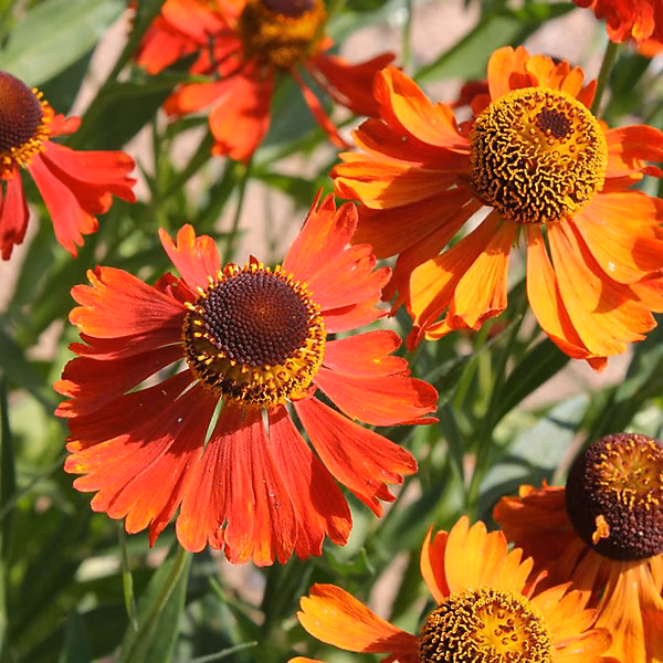 6 x Hélénie 'Moerheim Beauty' – Helenium 'Moerheim Beauty', godet 9cm x 9cm