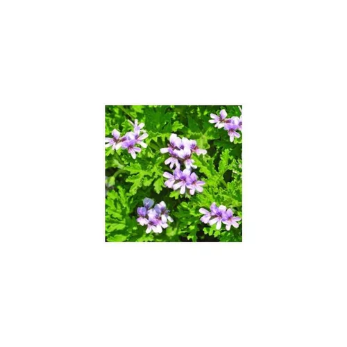 Géranium odorant citronnelle - Le pot de 1 litre