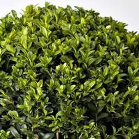 Buis - Le pack de 10 plants