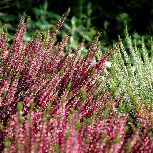 Callune naturelle ou Calluna vulgaris. Le pot de 2,5 litres