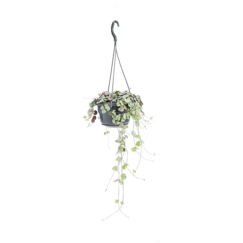 Ceropegia Woodii suspension Ø15xH40 cm