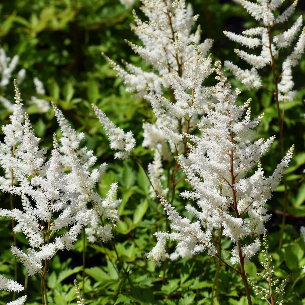 Astilbe d'Arends Brautschleier Astilbe x arendsii Brautschleier