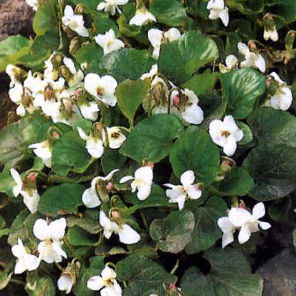 6 x Violette sororia 'Albiflora' | Viola sororia 'Albiflora' – godet 9cm x 9cm