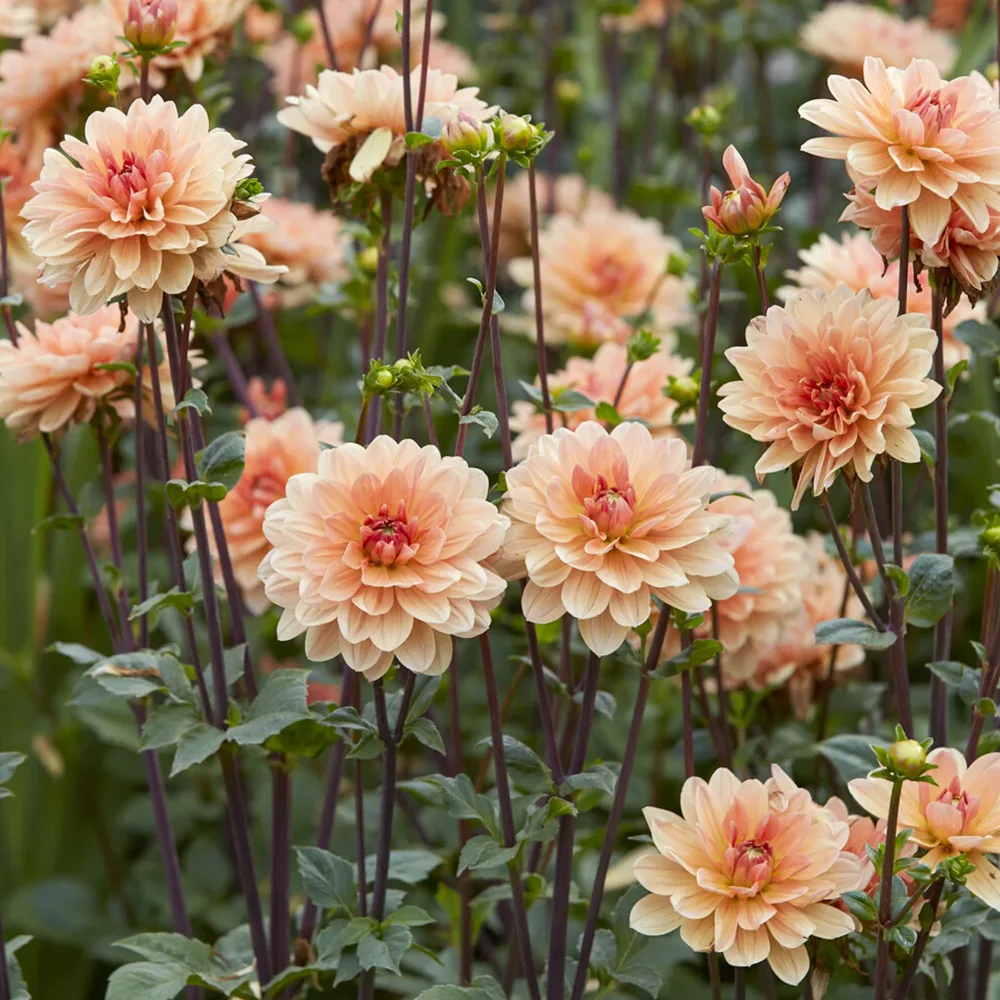 Dahlia décoratif Apricot Desire Dahlia Apricot Desire