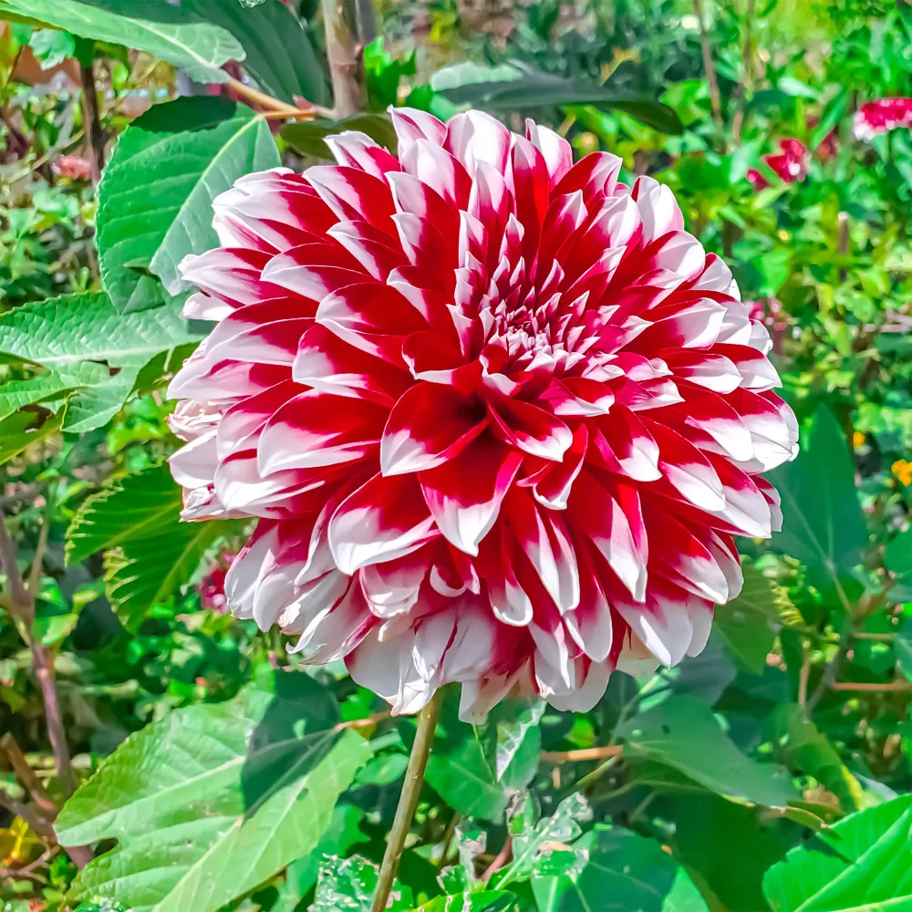 3 Dahlias décoratifs Fubuki rouge et blanc Dahlia fubuki red and white