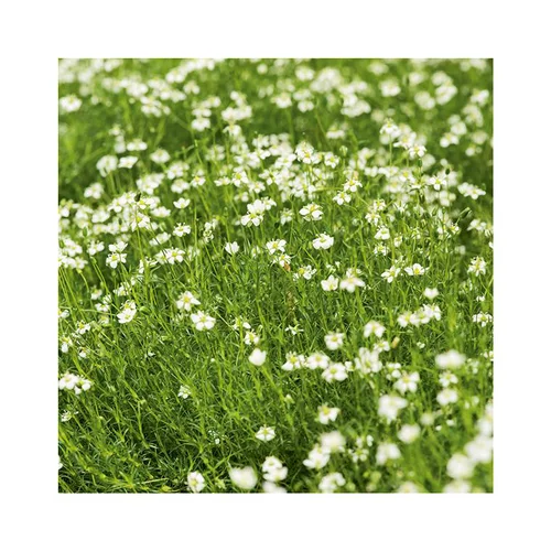 Sagina Subulata - Le pot de 3 litres