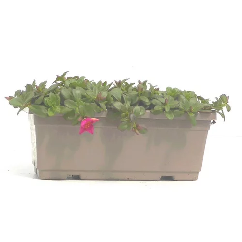 Pourpier à fleurs simples - La jardinière de 40 cm