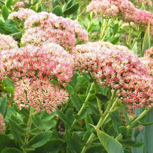 Sédum herbstfreude rose en pot de 2 L