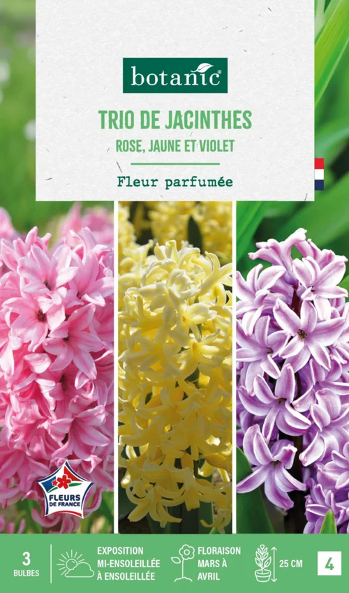 Jacinthe trio botanic® - 3 bulbes