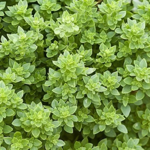 Biologische en reproduceerbare zaden van Basilicum Griek