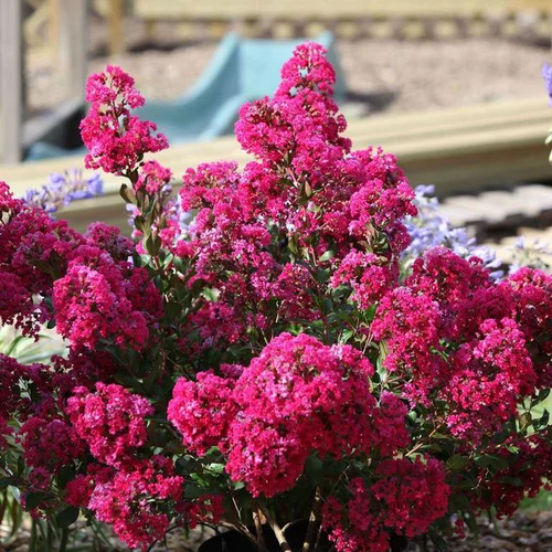 Lagerstroemia Indica With Love Kiss rose. Le pot de 2 litres