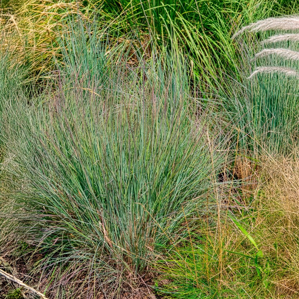 Andropogon Schizachyrium scoparium
