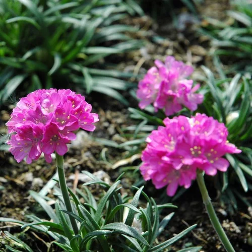 Gazon D'Espagne 'Morning Star Deep Rose' - Le pot de 2 litres