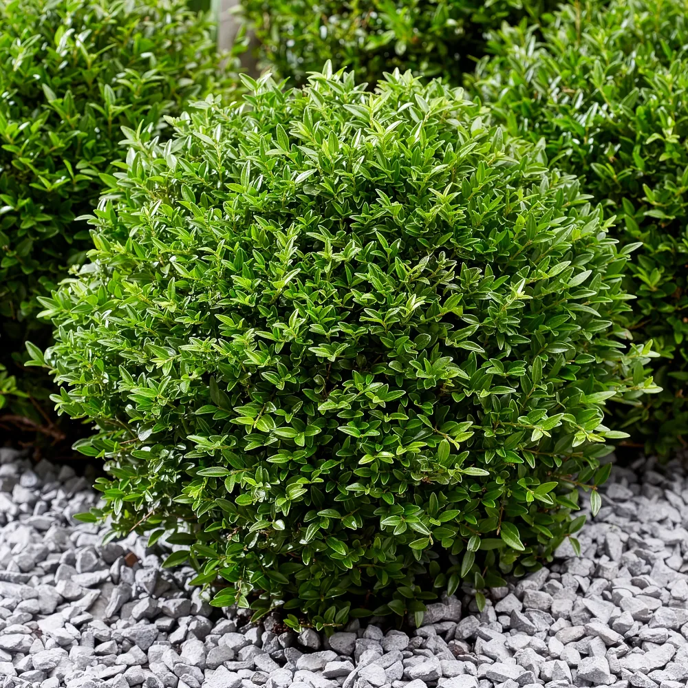 Chèvrefeuille arbustif Green Breeze Lonicera nitida Garden Clouds Green Breeze