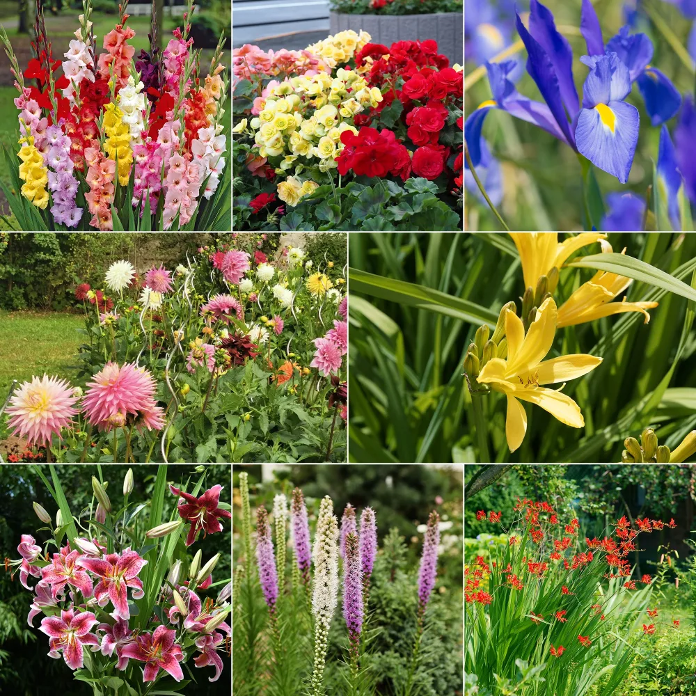 Massif d'été fleuri en mélange - 1,5 m² Gladiolus, Begonia, Iris, Liatris, Crocosmia, Lilium, Dahlia