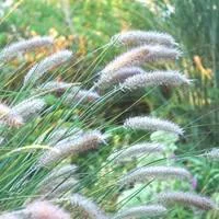 Pennisetum Alop.Hameln - Le pot de 2 litres