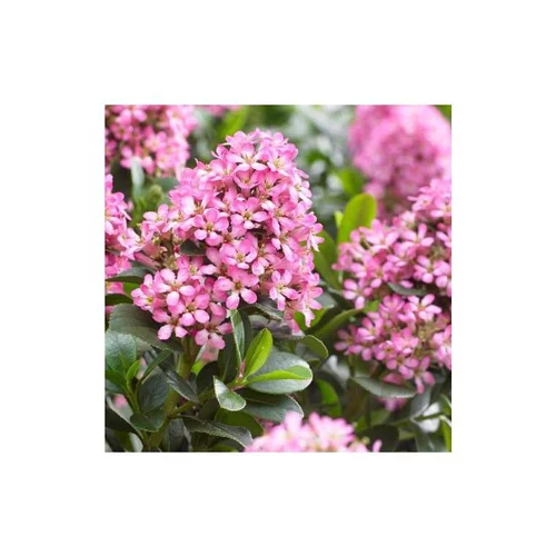 Escallonia Laevis Pink Elle® rose. Le pot de 10 litres, 40/50 cm