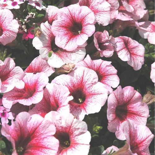Pétunia retombant - La suspension de Ø 26 cm avec réserve d’eau