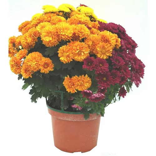 Chrysanthème arlequin multicolore. Le pot de 5 litres