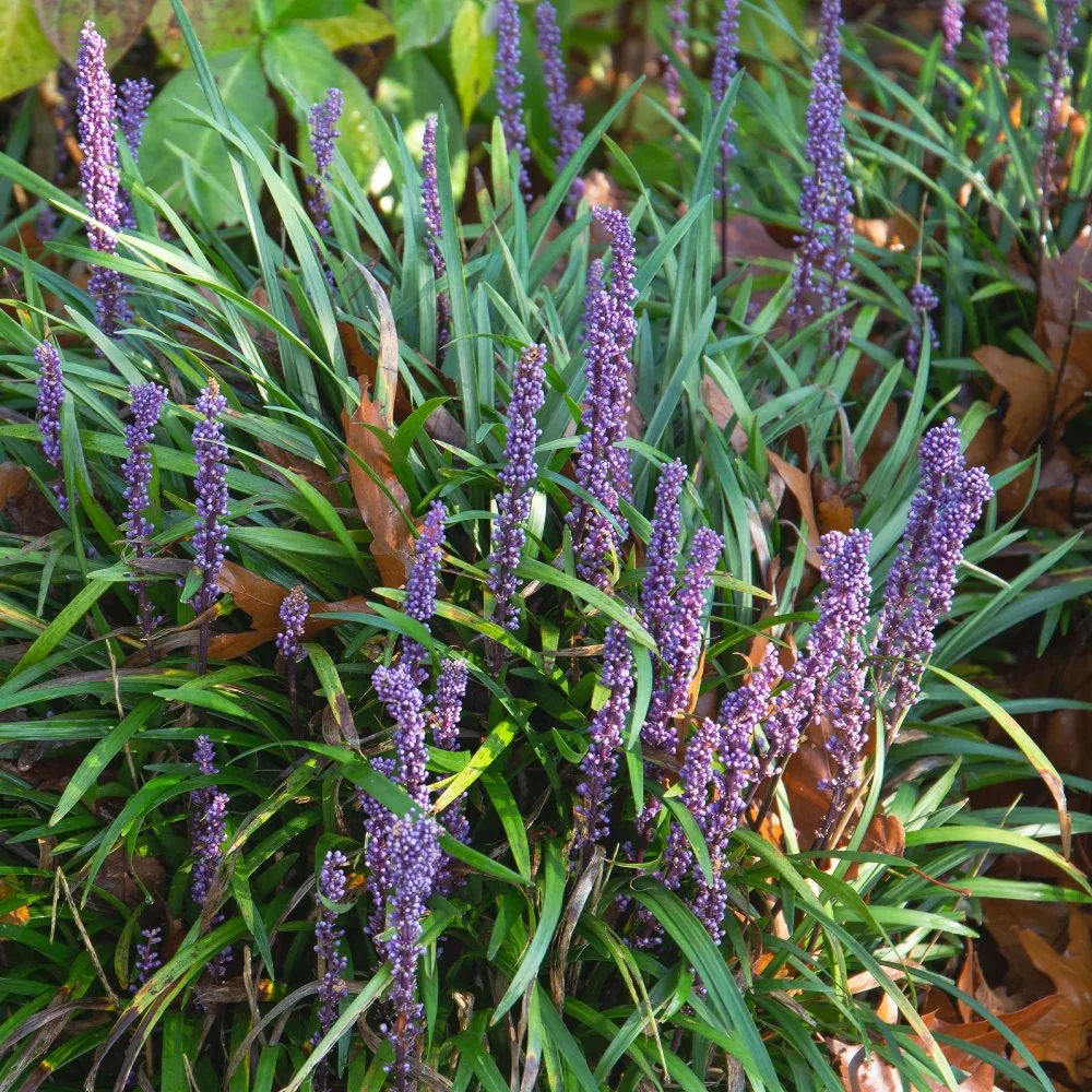 Liriope muscari Evergreen Giant Liriope muscari evergreen giant