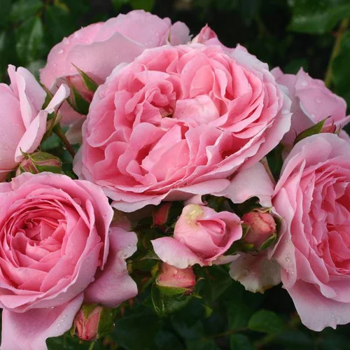 Rosier Rosenfee rose. Le pot de 4 litres