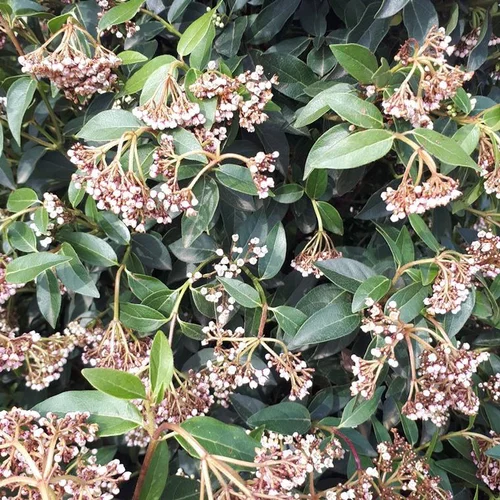 Viburnum Tinus ou Laurier-tin en pot de 5 L
