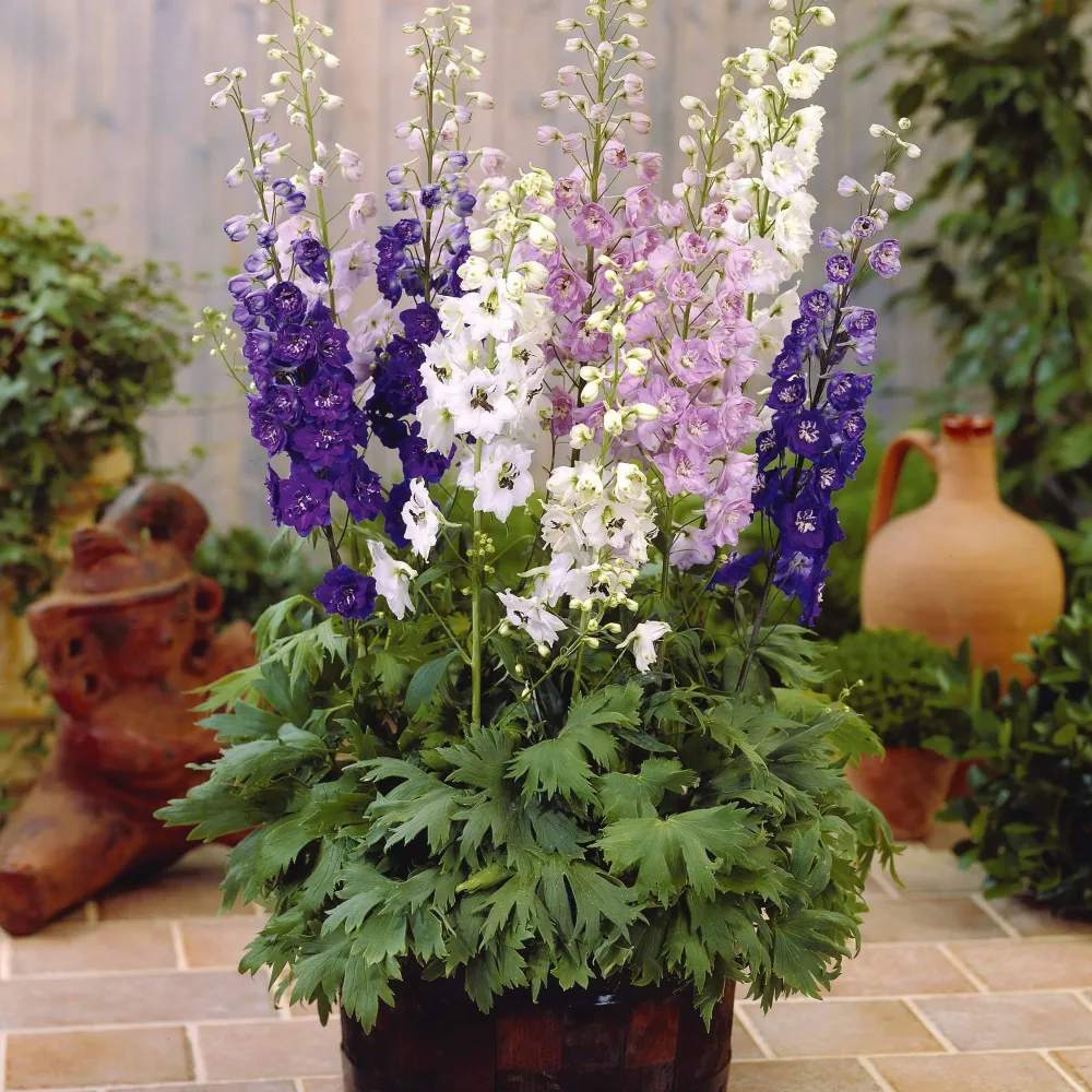 2 Delphiniums Magic Fountain en mélange Delphinium magic fountains