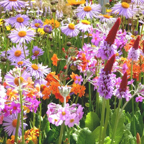 Vivaces variées multicolores. Le pot de Ø 13 cm