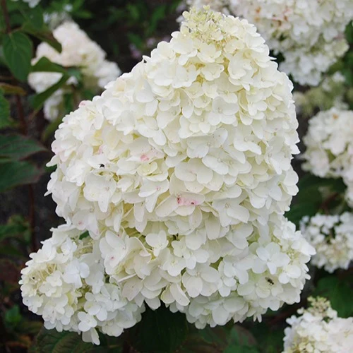 Hortensia paniculé Dolly Hydrangea paniculata dolly