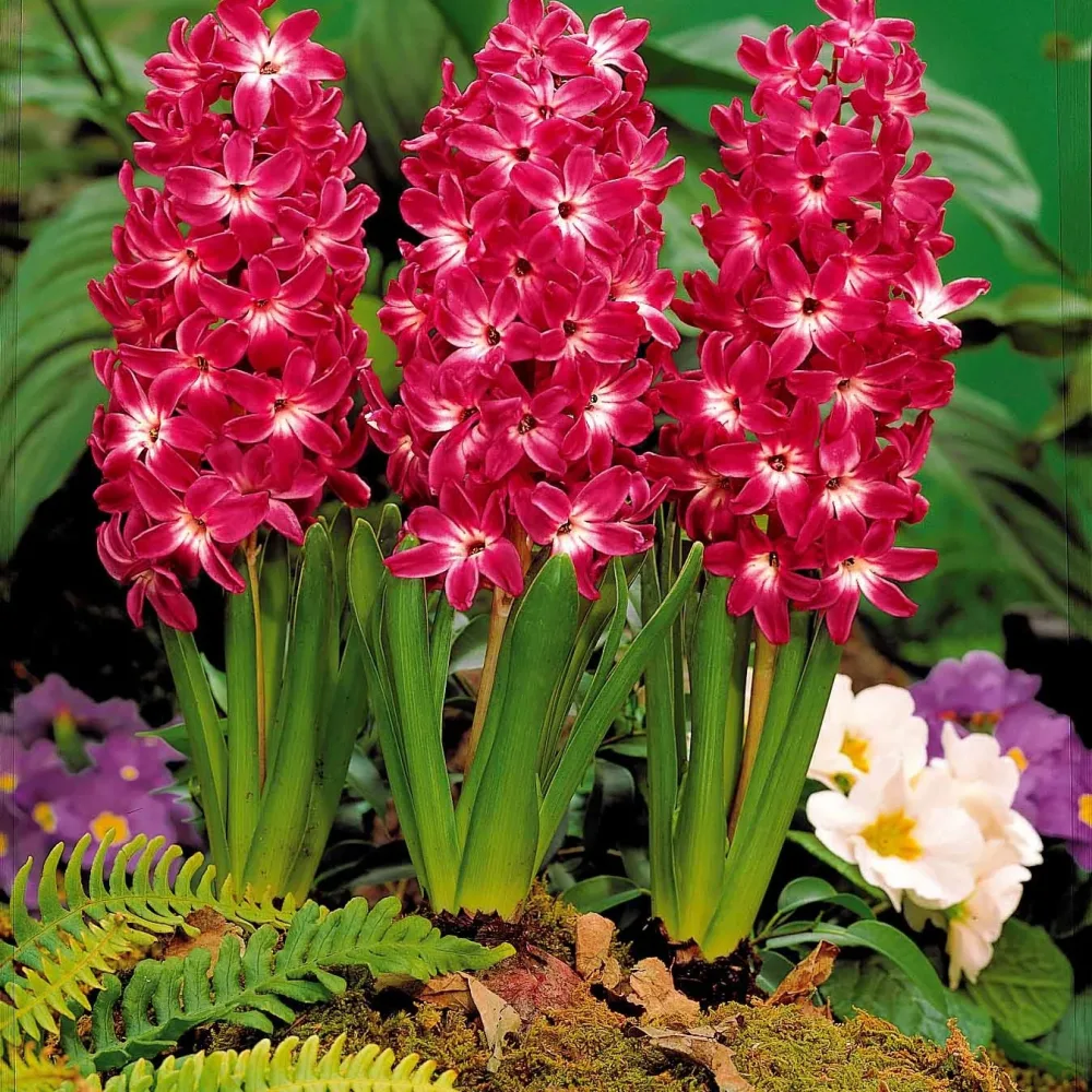 5 Jacinthes à coeur blanc Red Magic Hyacinthus red magic