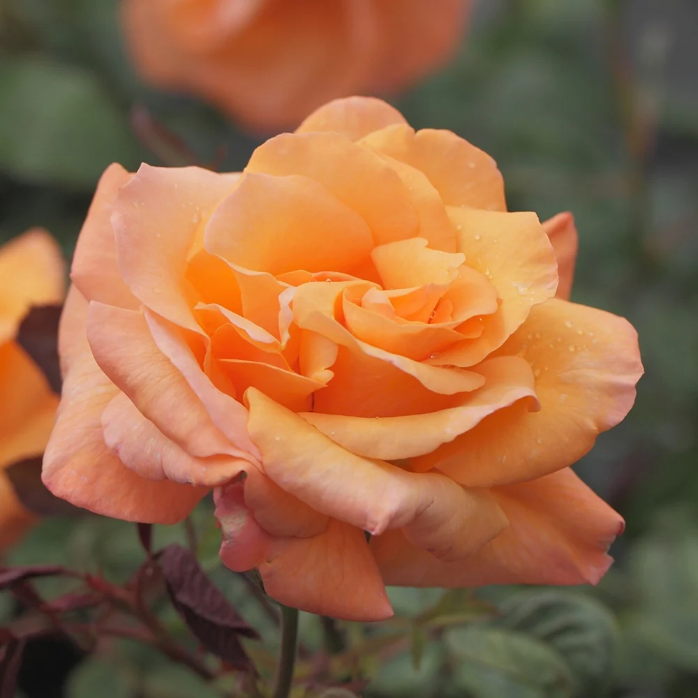 Rosier grimpant Orange Climber Rosa orange climber