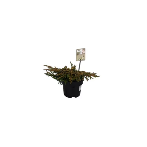 Genévrier rampant Juniperus Communis Goldschatz jaune en pot de 2 L