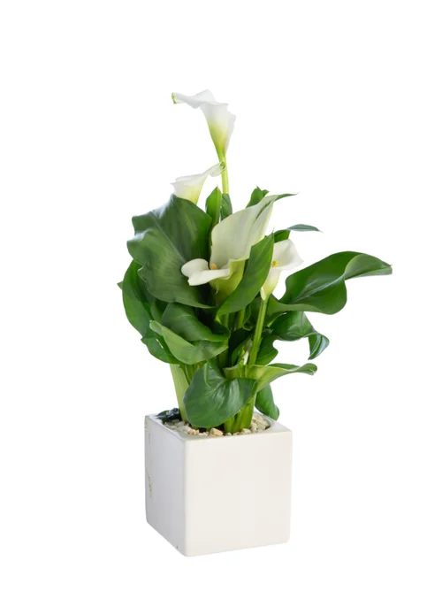 Plante verte calla coloris blanc - Ø 14 cm