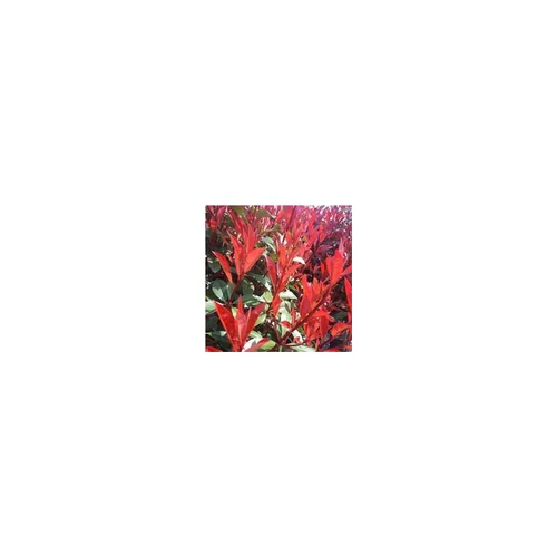 Photinia Fraseri Carré rouge en pot de 10 L