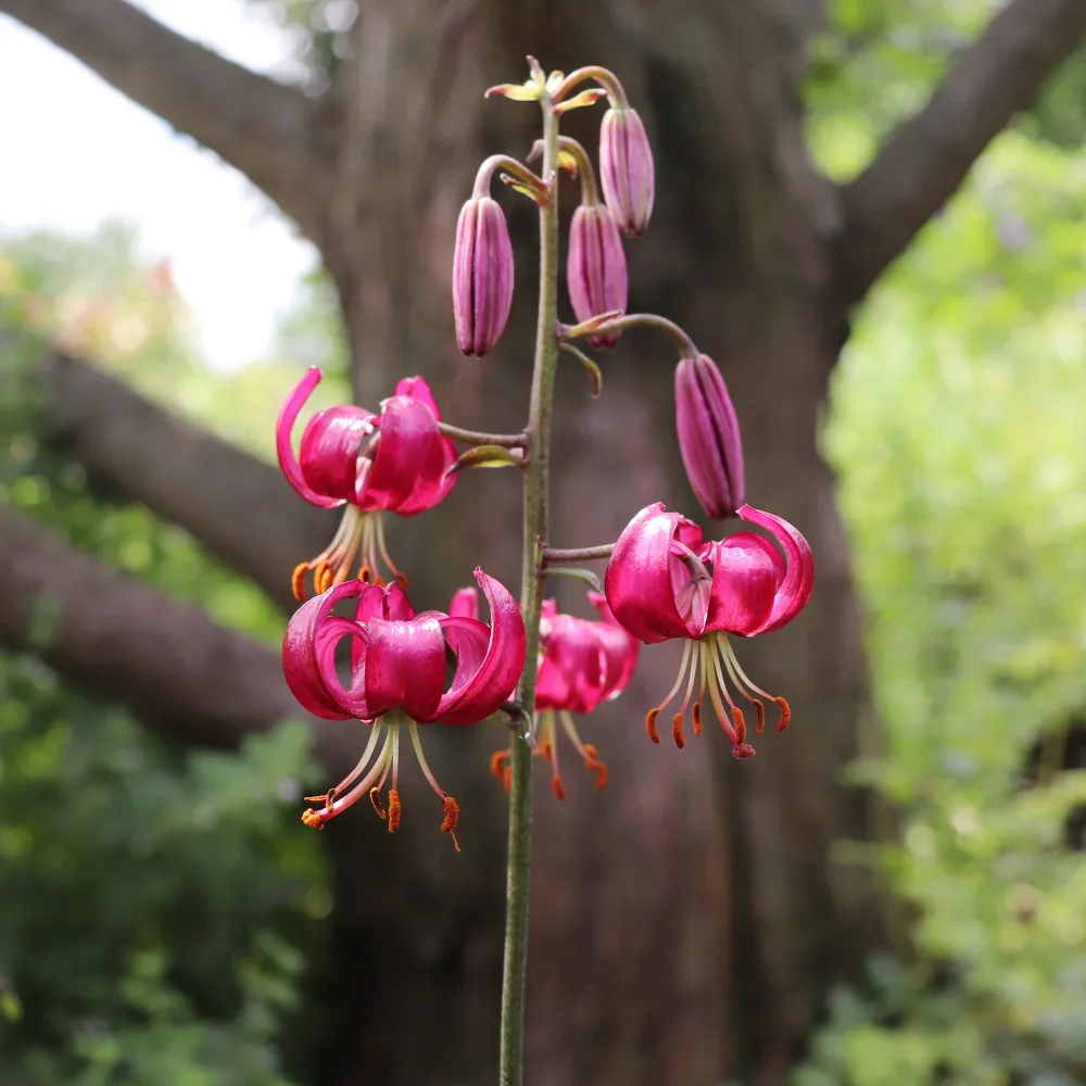 Lis martagon Claude Shride Lilium Claude Shride