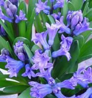 Jacinthe Multiflore - Le pot de 1 litre