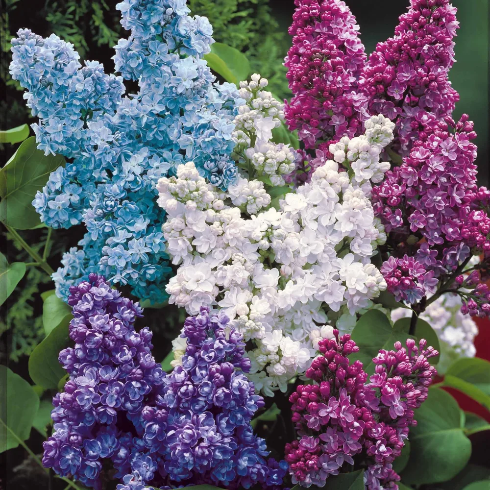 Collection de 4 lilas doubles (1 bleu +1 rouge + 1 lilas + 1 blanc) Syringa vulgaris