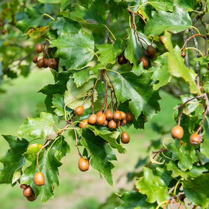 Sorbier torminal - Alisier torminal Sorbus torminalis